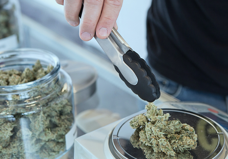 Image of a person holding tongs over cannabis